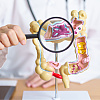 Za šta služe i kako ih koristiti? Ovo su najčešće postavljena pitanja o antibioticima i probioticima