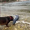 Zanimljiv slučaj u Hrvatskoj: Pas zgrabio morskog psa koji se nasukao na plažu na Visu
