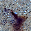 Preživjeli opisuju napad na sudanski logor Zamzam: "Skandirali su dok su ubijali ljude u njihovim kućama"