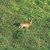 Prvi put objavljena fotografija "zaboravljene antilope": Ostalo ih je manje od 100 na svijetu