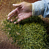 Zašto kilogram matcha čaja košta i po nekoliko hiljada eura