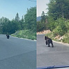 Zanimljiv susret na Bjelašnici: Mladunče medvjeda trčalo saobraćajnicom na Babinom dolu