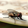 Borite se s muhama i drugim insektima? Ove biljke će ih otjerati iz vašeg doma