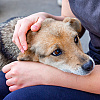 Veterinarka otkriva pet znakova upozorenja koji ukazuju da vaš pas pati