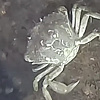 Odlagalište oružja iz Drugog svjetskog rata postalo utočište za morska bića