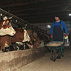 Građane u BiH očekuje novo poskupljenje mlijeka jer se domaći farmeri nalaze na ivici opstanka