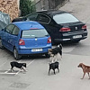 Nakon napada psa lutalice na dječaka u Goraždu: Građani izlaze na proteste, gradsko vijeće zasjeda vanredno