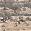 Tortura nad Palestincima ne prestaje: Izraelci uništili stabla maslina stara vijekovima, ubijena i dva dječaka