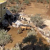 Izraelska vojska od Palestinaca na Zapadnoj obali ukrala stoku i predala ilegalnim doseljenicima