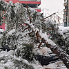 Obrušilo se stablo na parkingu u sarajevskom naselju Hrasno, oštećena dva automobila