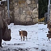 Nesvakidašnja scena u zoološkom vrtu: Pogledajte kako se mali jelen hrabro suočio s nosorogom od 1,7 tona