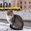 Nestao omiljeni sarajevski mačak Fatmir: Nije se vratio na zatvaranje Inat kuće