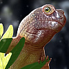 Sitni fosil parareptila pronađen u Brazilu otkriva tajne ekosistema prije dinosaura