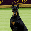 Dobermanka Penny pobjednica 150. izložbe pasa u New Yorku