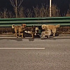 Filmska priča iz Kine: Sedam ukradenih pasa pobjeglo od lopova, prešli preko 17 km da bi se vratili vlasnicima
