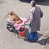 Priča koja je dirnula region: Penzioner iz Zagreba bolesnog psa svakog dana vozi u civarama