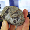 Paleontolozi identificirali 250 miliona godina staro fosilno jaje pretka sisara