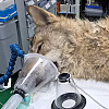 Pogledajte snimak hvatanja odbjeglog vuka iz zoološkog vrta u Južnoj Koreji