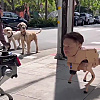 Robotički pas s likom Elona Muska se susreo sa pravim psima na ulicama San Francisca
