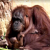 Emotivni prizori majke orangutana koja drži svoje novorođenče razniježili posjetitelje španskog zoo vrta