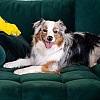 Pet grešaka pri čišćenju koje mogu naštetiti vašim kućnim ljubimcima