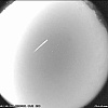Sjajni Mjesec ove godine otežat će posmatranje meteorske kiše Eta Akvarida