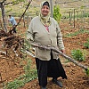 Izrael uništava hiljade stabala u palestinskim vinogradima kod Hebrona kako bi napravili cestu za doseljenike