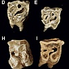 Neandertalci su koristili zube nosoroga kao čekiće za izradu kamenog oruđa