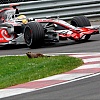 Formula 1 ima posebnog gosta u Montrealu: Mrmot Gary se pojavi baš na svakoj utrci