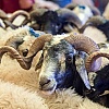 Alarmantni podaci pred Kurban-bajram: Skoro polovina kontrolisanih vozila nelegalno prevozila životinje