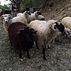Kako treba ispravno odlagati animalni otpad nakon klanja kurbana