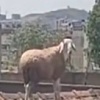 Ovca namijenjena za kurban u Alžiru pobjegla na krov zgrade, tokom hvatanja pružala otpor vatrogascima