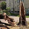 Nevrijeme ogolilo višedecenijski problem: Ko zapravo brine o (ne)zdravim stablima koja prijete građanima Sarajeva?