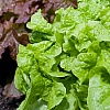 Na ovaj način vaša salata će uspjeti čak i po najvećim ljetnim vrućinama