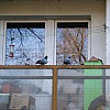 Kako otjerati golubove s balkona: Jednostavni trikovi koje golubovi ne podnose