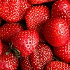 Španske jagode među najčišćima u Evropi, istraživanje pokazalo nizak nivo pesticida