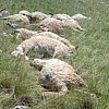 Olujno nevrijeme u BiH pravi štetu stočarima: Gromovi u samo dva dana usmrtili više od 50 ovaca