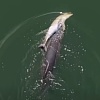 Prizor koji slama srca: Ženka delfina šest dana nosila mrtvo mladunče okeanom