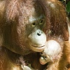 Požari u Indoneziji prijete centru sa spašenim orangutanima