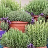 Ruzmarin i lavanda će napredovati kao nikada prije ako im dodate ovaj sastojak iz kuhinje
