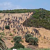 Marokanske snage privele gotovo 300 migranata u pokušaju prelaska u špansku Ceutu