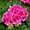 Pelargonije ne cvjetaju? Pomoću ova tri prirodna sastojka biljke će se preporoditi