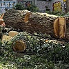 Sarajlije strahuju za zelenilo, općine tvrde da je sve po propisima: Po kojim kriterijima se odlučuje o sječi drveća
