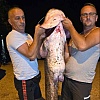 Na plaži Salakovac ribari ulovili soma dugog dva metra: Ova riba zahtijevala je veliki napor da bude izvučena