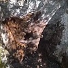 Članovi lovačkog društva iz Mostara spasili malog medvjedića zarobljenog u jami: Uz pomoć konopa vratili ga u prirodu