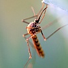 U Sjevernoj Makedoniji raste broj zaraženih virusom Zapadnog Nila