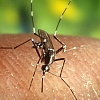 Zagreb: Pojavio se virus Zapadnog Nila, počela velika akcija zamagljivanja komaraca